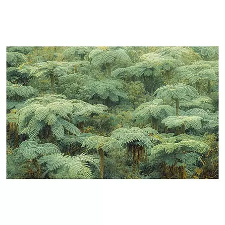 Komar Pure 2 Fototapete Jungle Lands