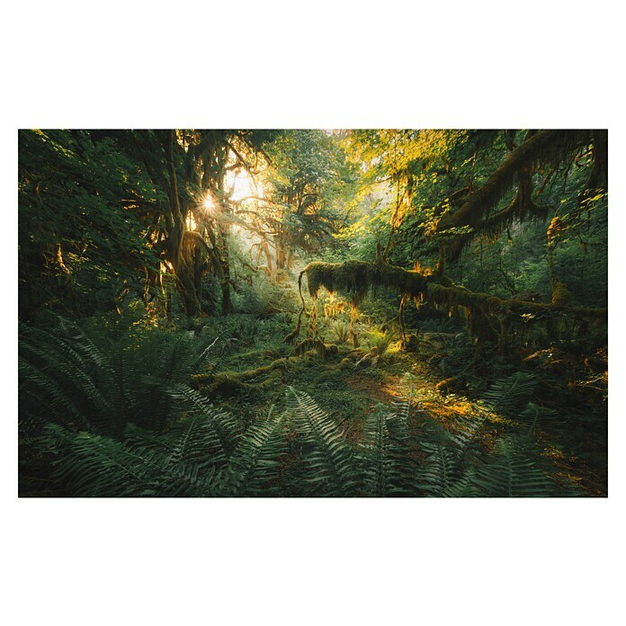 Komar Pure 2 Fototapete Hall of Mosses (B x H: 400 x 250 cm, Vlies) | BAUHAUS