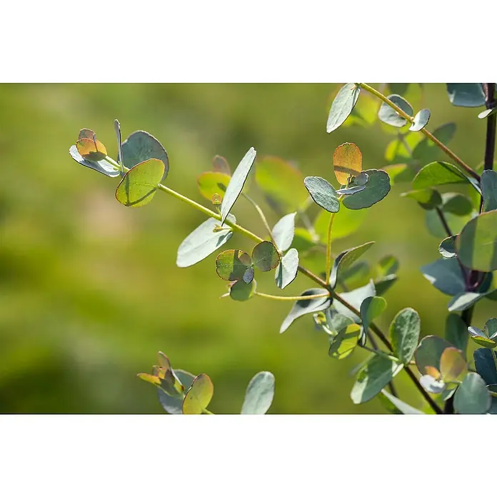 Eukalyptus - Eucalyptus gunnii, Topfgröße: 15 cm - Nahaufnahme von Eukalyptuszweigen mit runden Blättern, die im Sonnenlicht schimmern, vor einem verschwommenen grünen Hintergrund.