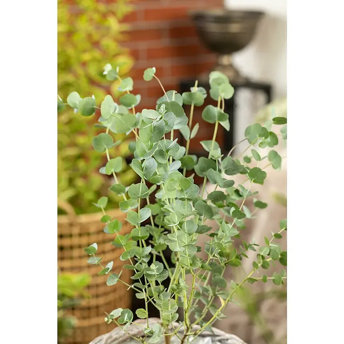 Eukalyptus - Eucalyptus gunnii, Topfgröße: 15 cm - Nahaufnahme eines Topfes mit Eukalyptuszweigen mit runden, blaugrünen Blättern vor einem unscharfen Hintergrund.