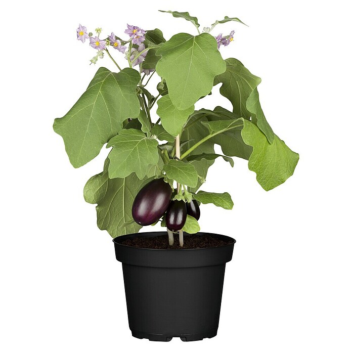 Solanum melongena 14mit Fruechten