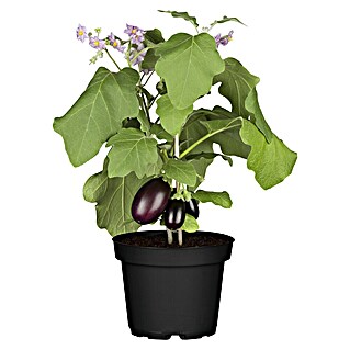 Piardino Aubergine (Solanum melongena, 14 cm, Erntezeit: Juli)