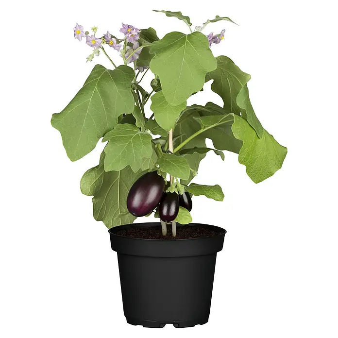 Piardino Aubergine - Solanum melongena, 14 cm, Erntezeit: Juli - Ein Topf mit einer Aubergine-Pflanze mit lila Früchten und grünen Blättern, die in einem schwarzen Topf auf einem schwarzen Hintergrund steht.