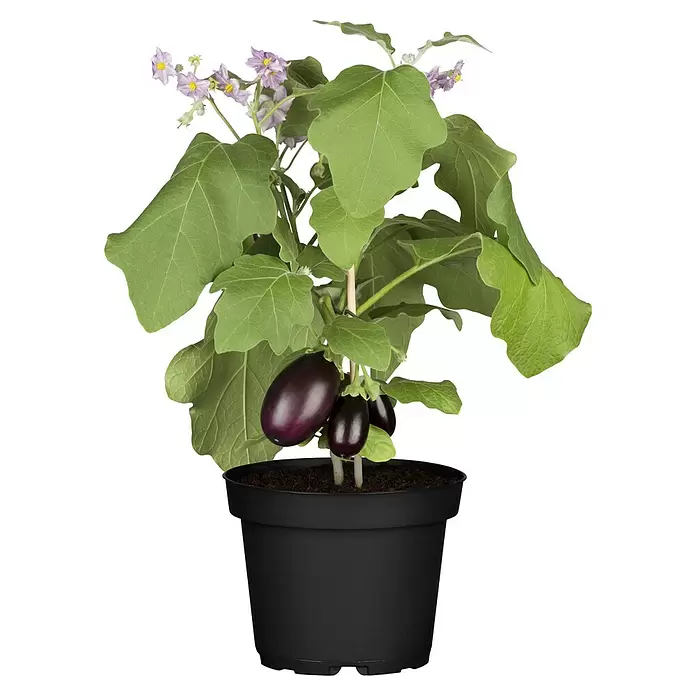 Piardino AubergineSolanum melongena, 12 cm, Erntezeit: Juli