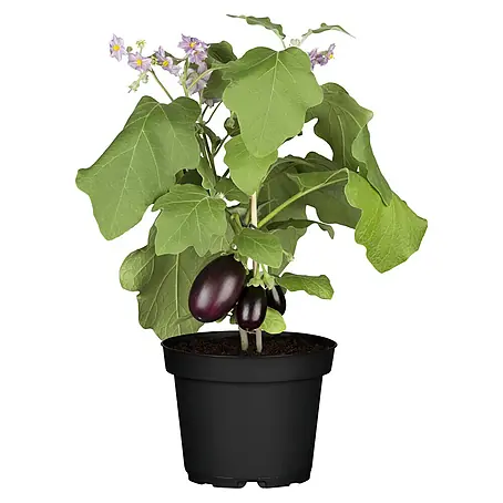 Piardino  Aubergine