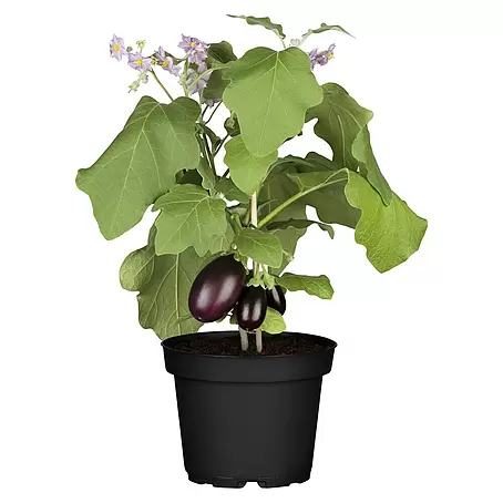 Piardino  Aubergine