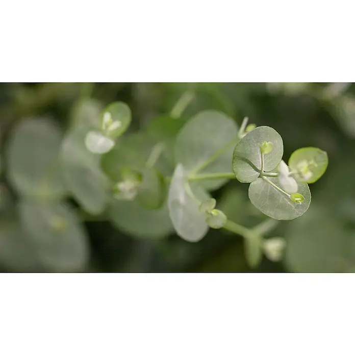 Eukalyptus - Eucalyptus gunnii, Topfgröße: 15 cm - Nahaufnahme von Eukalyptus Silver Drop mit runden Blättern und zarten weißen Blüten für Duft und Dekoration.