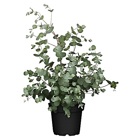 Eukalyptus (Eucalyptus gunnii, Topfgröße: 15 cm)