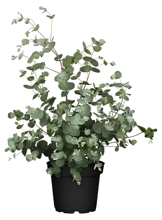 Eukalyptus