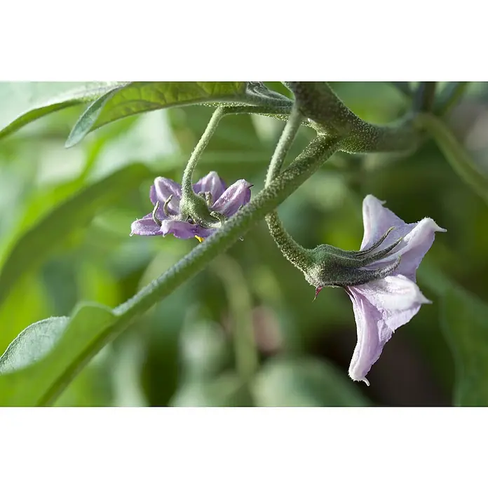 Piardino AubergineSolanum melongena, 12 cm, Erntezeit: Juli - Nahaufnahme von violetten Blüten einer Aubergine an einem Stiel, umgeben von grünen Blättern im Garten.