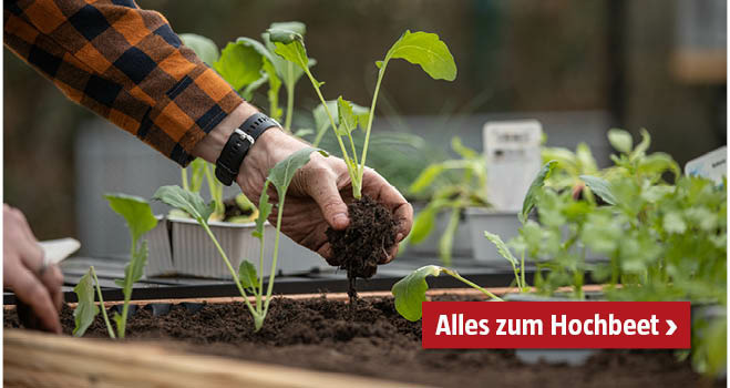 Hochbeet