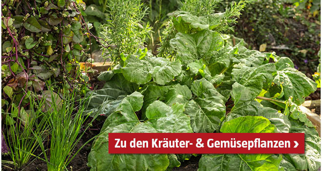 Kräuter- und Gemüsepflanzen