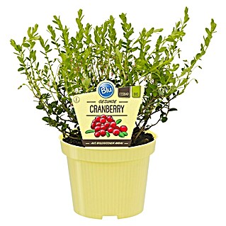 Blu Bio Cranberry (Vaccinium macrocarpon, Topfgröße: 12 cm)