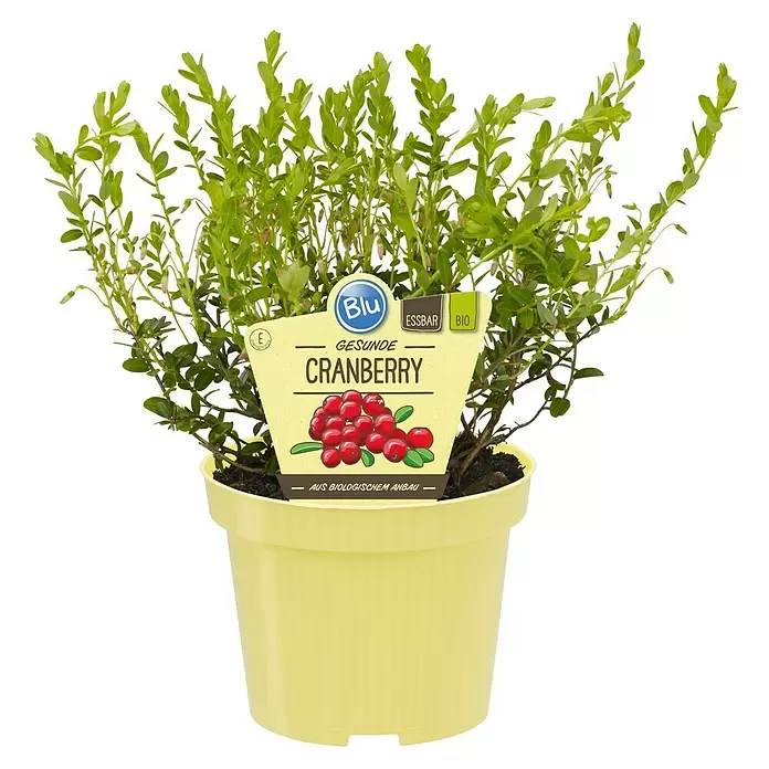 Blu Bio CranberryVaccinium macrocarpon, Topfgröße: 12 cm