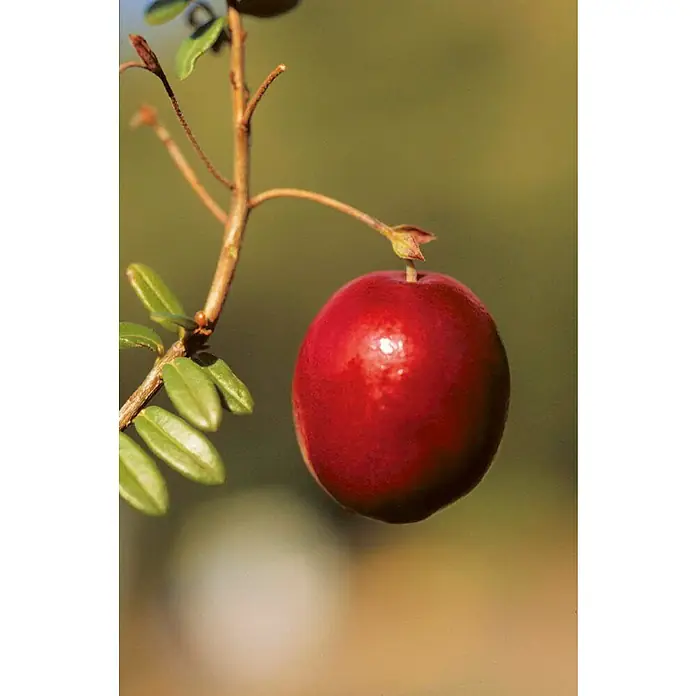 Blu Bio Cranberry - Vaccinium macrocarpon, Topfgröße: 12 cm - Nahaufnahme einer leuchtend roten Preiselbeere, die an einem Zweig mit grünen Blättern hängt, perfekt für Ihre gesunden Rezepte.