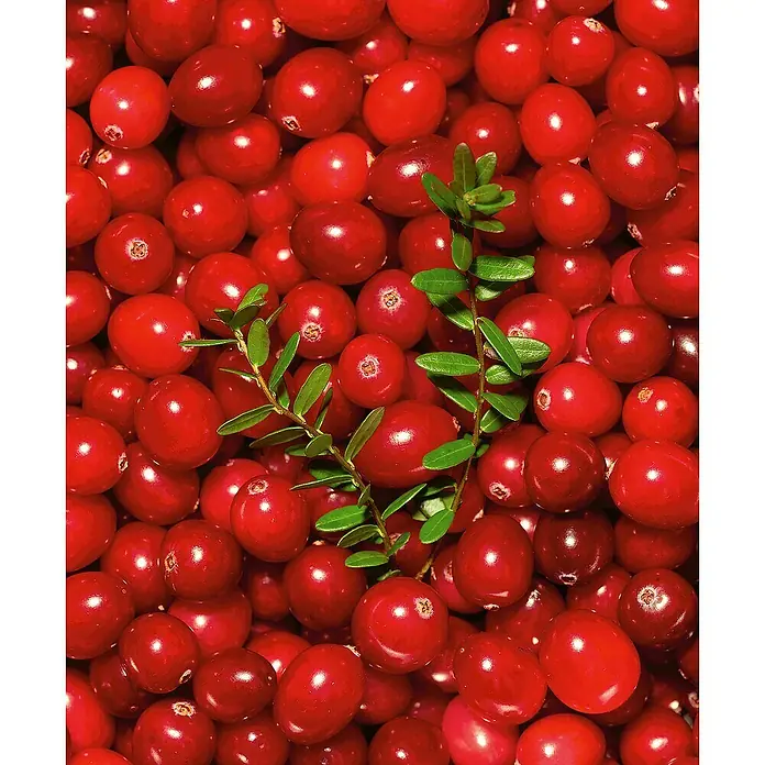 Blu Bio CranberryVaccinium macrocarpon, Topfgröße: 12 cm - Nahaufnahme von frischen, roten Cranberries mit einem kleinen grünen Zweig dazwischen, ideal für saisonale Rezepte.