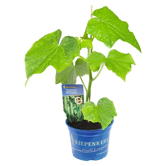 Kiepenkerl Schlangengurke - Cucumis sativus, 12 cm, Erntezeit: August - Ein junger "KIEPENKERL Profi-Line" Schlangengurken-Setzling im blauen Topf, bereit zum Auspflanzen. Die Pflanze hat kräftige grüne Blätter und einen Stützstab.