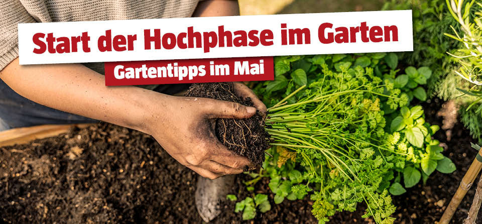 Gartentipps Mai 
