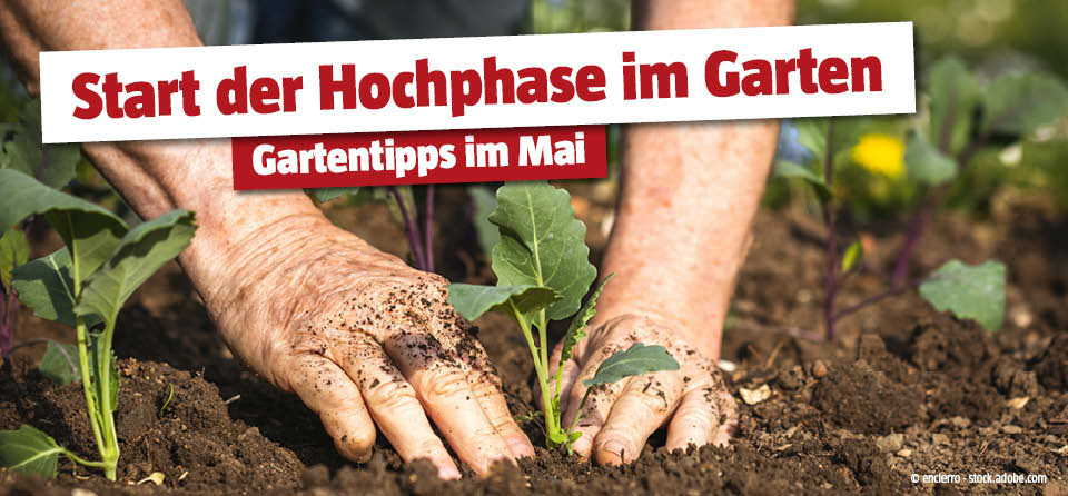 Gartentipps Mai 