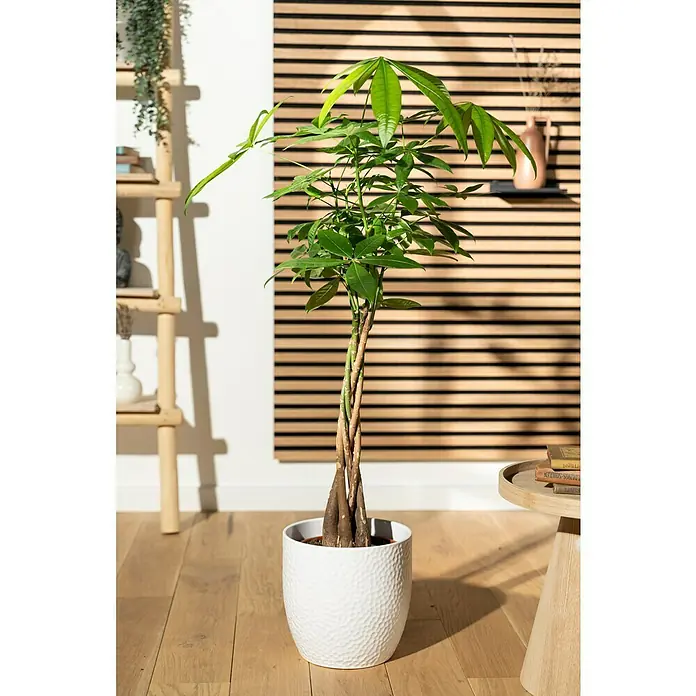 Piardino Glückskastanie - Stamm geflochtenPachira aquatica, Topfgröße: 21 cm - Ein Geldbaum (Pachira aquatica) in einem weißen Topf steht im hellen Raum und sorgt für ein frisches, grünes Ambiente.