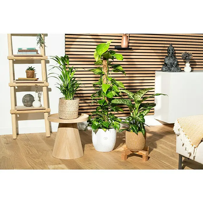 Piardino Efeutute - Epipremnum aureum, Topfgröße: 21 cm - Verschiedene Zimmerpflanzen in dekorativen Übertöpfen, arrangiert auf einem Holztisch und einem kleinen Podest, sorgen für eine natürliche Atmosphäre.