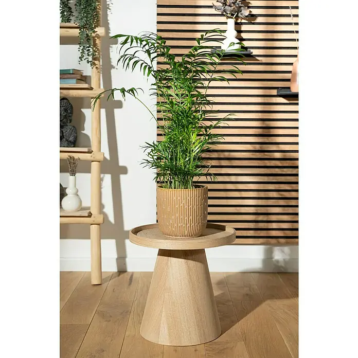 Piardino Bergpalme - Chamaedorea elegans, Topfgröße: 17 cm - Zimmerpflanze in einem dekorativen Topf auf einem kleinen Holztisch, der neben einem Bücherregal und einer Wand mit Holzpaneelen steht.