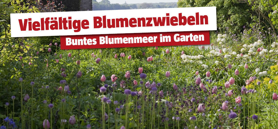 Blumenzwiebeln im Garten