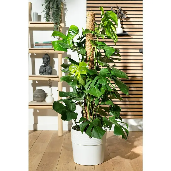 Piardino Fensterblatt - Monstera deliciosa am Moosstab, Topfgre: 24 cm  online kaufen bei BAUHAUS