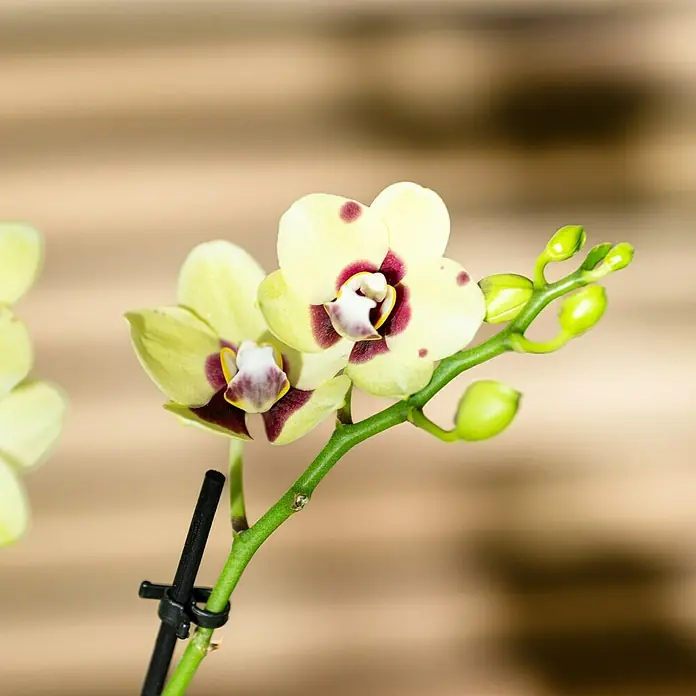 Piardino Schmetterlingsorchidee - Phalaenopsis Hybride 2 Risper, Topfgröße: 12 cm, Sortenabhängig, Aufrecht - Wunderschöne Nahaufnahme einer gelben Orchidee mit violetten Akzenten, die ihre filigrane Schönheit und einzigartige Farbgebung hervorhebt.