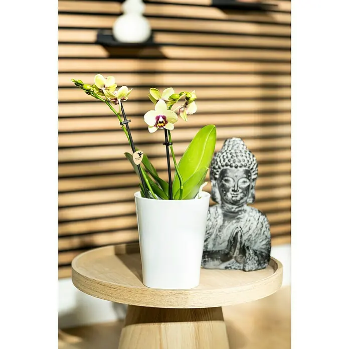 Piardino Schmetterlingsorchidee - Phalaenopsis Hybride 2 Risper, Topfgröße: 12 cm, Sortenabhängig, Aufrecht - Eine elegante Orchidee in einem weißen Topf, begleitet von einer Buddha-Statue, die auf einem runden Holztisch für eine ruhige Atmosphäre sorgt.
