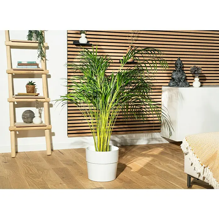 Piardino Goldfruchtpalme - Dypsis lutescens, Topfgröße: 24 cm - Die Kentia-Palme in einem weißen Topf verleiht dem Raum eine tropische Atmosphäre. Dekorative Elemente wie eine Leiter und eine Buddha-Statue ergänzen das Ambiente.