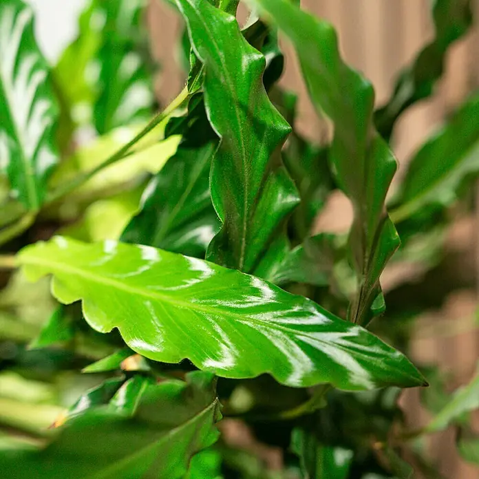 Piardino Calathea - Calathea hybride, Topfgröße: 17 cm, Grün/Weiß - Nahaufnahme einer Calathea Rufibarba-Pflanze mit grünen, gewellten Blättern und auffälliger Blattzeichnung.