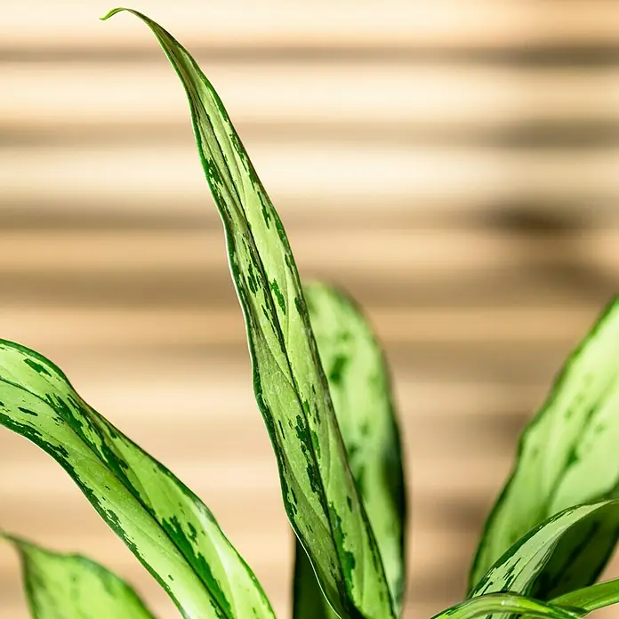 Piardino Kolbenfaden - Aglaonema commutatum 'Maria', Topfgröße: 14 cm - Nahaufnahme einer Aglaonema-Pflanze mit ihren charakteristischen grün-weiß gemusterten Blättern vor einem Holzhintergrund.