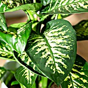 Piardino Dieffenbachie Tropic Snow (Dieffenbachia seguine Tropic Snow, Topfgröße: 24 cm, Blattfarbe: Bunt)