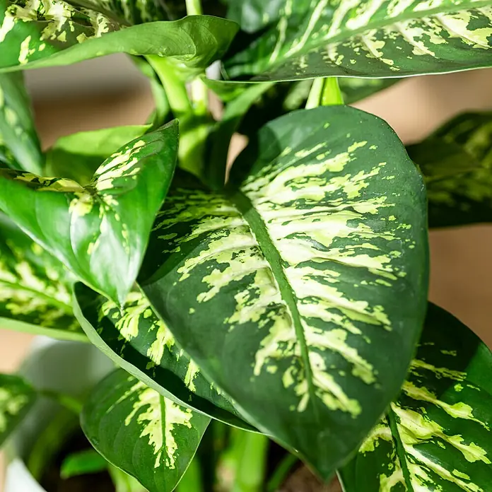 Piardino Dieffenbachie Tropic Snow - Dieffenbachia maculata, Topfgröße: 24 cm, Blattfarbe: Bunt - Nahaufnahme einer Dieffenbachia-Pflanze mit markanten, grün-gelb gefleckten Blättern, die ihre dekorative Schönheit hervorhebt.