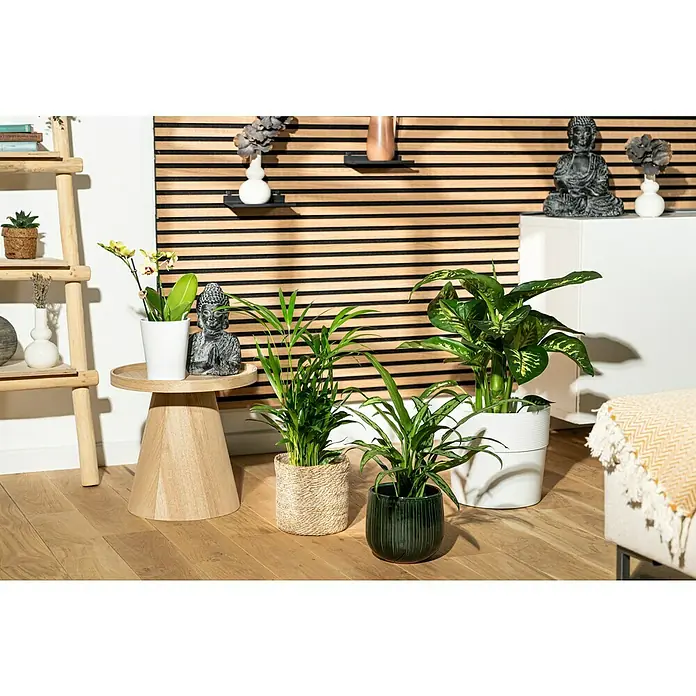Piardino Schmetterlingsorchidee - Phalaenopsis Hybride 2 Risper, Topfgröße: 12 cm, Sortenabhängig, Aufrecht - Eine stilvolle Inneneinrichtung mit Zimmerpflanzen in dekorativen Töpfen, die auf einem Holztisch und dem Boden platziert sind.