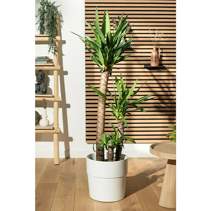 Piardino Palmlilie - Yucca elephantipes, Topfgröße: 24 cm, 3 Stämme gestuft - Eine Zimmerpflanze, die in einem weißen Topf auf einem Holzboden steht und mit ihrem grünen Blätterwerk einen frischen Akzent setzt.