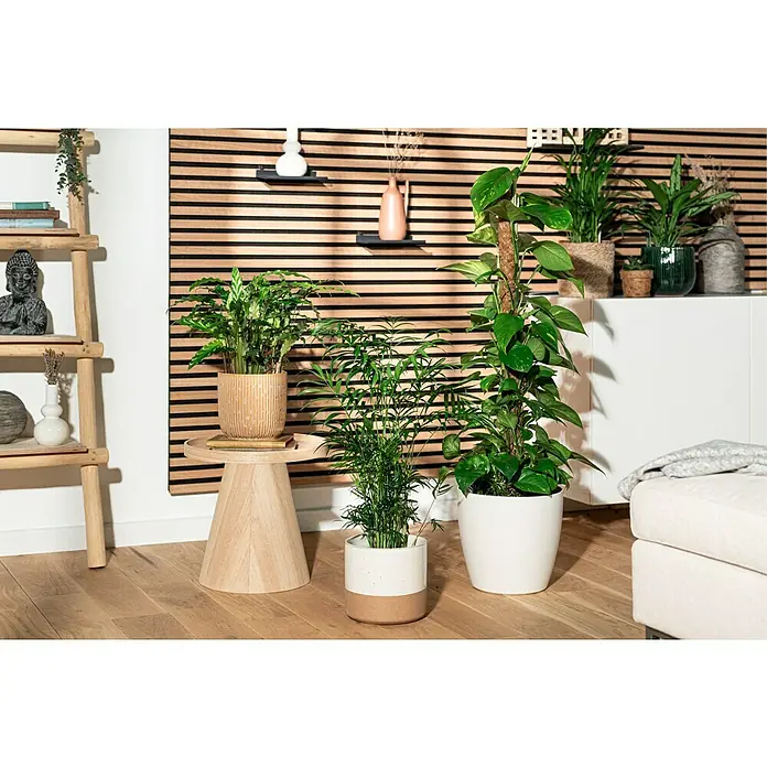 Piardino Calathea - Calathea hybride, Topfgröße: 17 cm, Grün/Weiß - Das Bild zeigt eine Zimmerpflanzen-Arrangement mit verschiedenen Pflanzen in dekorativen Übertöpfen auf einem Holzboden.