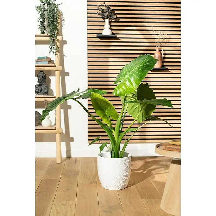 Piardino ElefantenohrAlocasia gageana, Topfgröße: 21 cm - Ein auffälliger Alocasia-Elefantenohr in einem strukturierten weißen Topf, der einen Hauch von tropischer Eleganz in jeden Raum bringt.