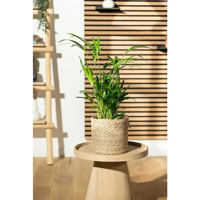 Piardino GoldfruchtpalmeDypsis lutescens, Topfgröße: 17 cm, Grün Mood Shot