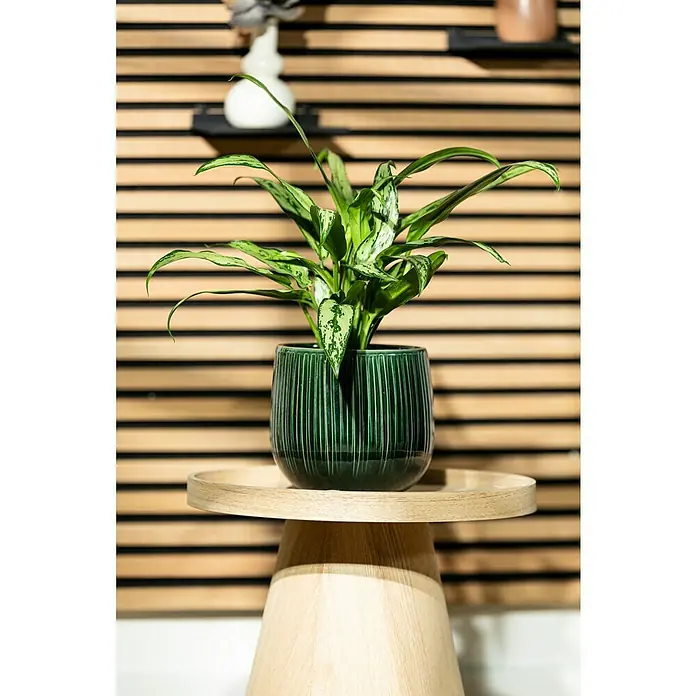 Piardino Kolbenfaden - Aglaonema commutatum 'Maria', Topfgröße: 14 cm - Zimmerpflanze in einem grünen Topf auf einem runden Holztisch mit Holzpaneelen im Hintergrund.