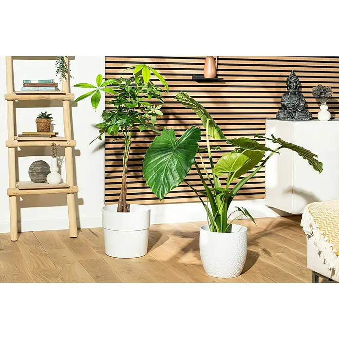 Piardino Glückskastanie - Stamm geflochtenPachira aquatica, Topfgröße: 21 cm - Zwei Zimmerpflanzen in weißen Töpfen stehen auf einem Holzboden vor einer Holzpaneelwand und einem weißen Schrank.