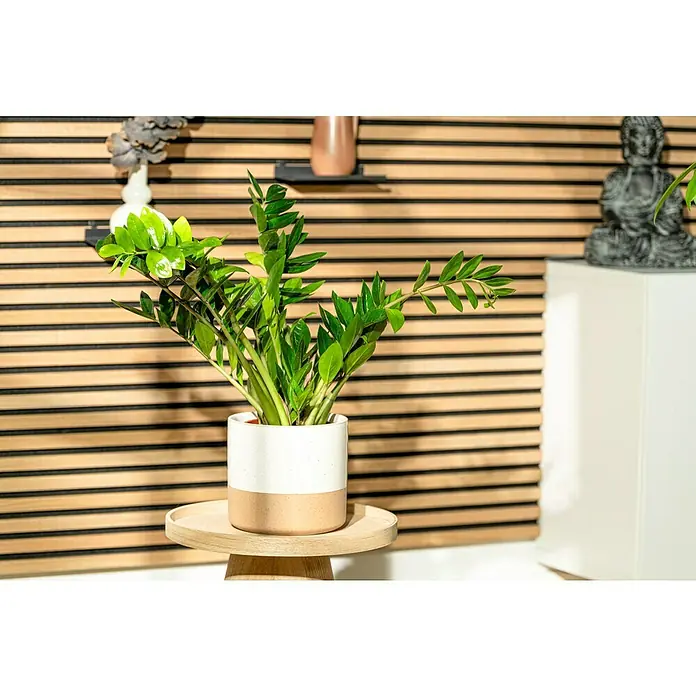 Piardino Glücksfeder - Zamioculcas zamiifolia, Topfgröße: 17 cm - Zimmerpflanze in einem zweifarbigen Topf auf einem kleinen Holztisch, vor einer Holzwand. Dekorative Elemente im Hintergrund ergänzen das Ambiente.