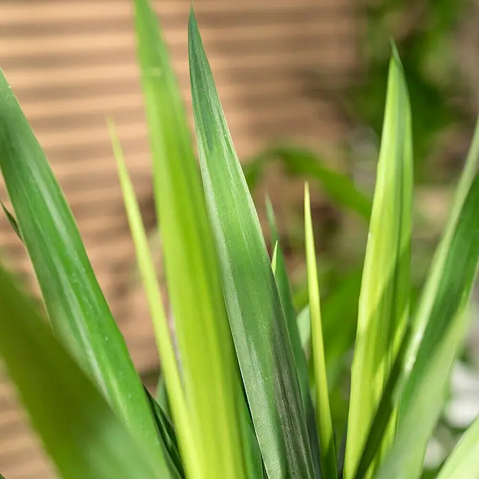 Piardino Palmlilie - Yucca elephantipes, Topfgröße: 24 cm, 3 Stämme gestuft - Nahaufnahme von grünen Pflanzenblättern, die eine lebendige Textur und ein frisches Aussehen zeigen. Ideal für natürliche Dekorationen.