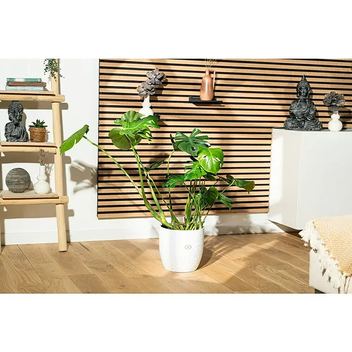 Piardino Fensterblatt - Monstera deliciosa, Topfgröße: 21 cm - Zimmerpflanze Monstera deliciosa in einem weißen Topf, die auf einem hellen Holzboden vor einer dekorativen Wand steht.
