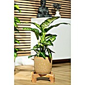 Piardino Dieffenbachie Tropic Snow (Dieffenbachia seguine Tropic Snow, Topfgröße: 24 cm, Blattfarbe: Bunt)