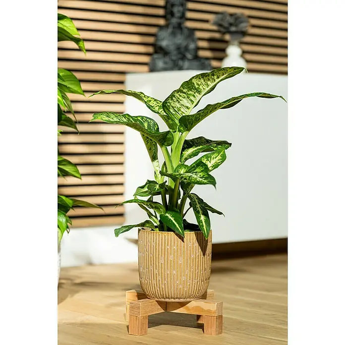 Piardino Dieffenbachie Tropic Snow - Dieffenbachia maculata, Topfgröße: 24 cm, Blattfarbe: Bunt - Das Foto zeigt eine Dieffenbachie Pflanze in einem beigen Topf auf einem Holzständer, vor einem modernen Hintergrund.