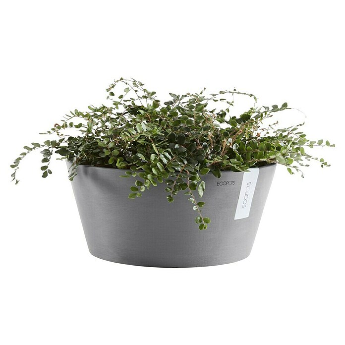 Ecopots Pflanzschale rund Frankfurt (Außenmaß (Ø x H): 50 x 25,7 cm, Kunststoff, Grau) | BAUHAUS