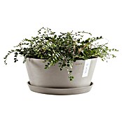 Ecopots Pflanzschale rund Frankfurt (Außenmaß (Ø x H): 30,6 x 15,6 cm, Kunststoff, Taupe) | BAUHAUS