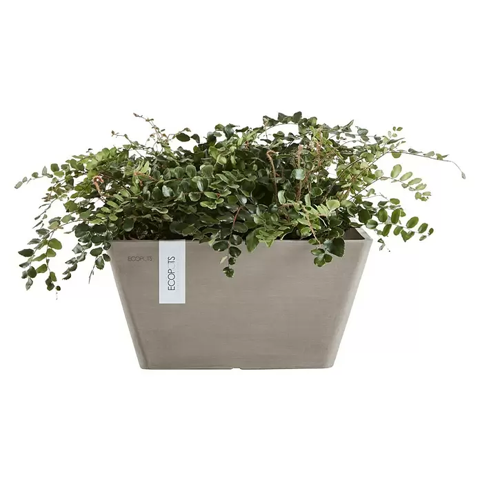 Ecopots Berlin Pflanzschale eckig - Außenmaß (L x B x H): 41 x 41 x 18 cm, Kunststoff, Braungrau - Ein grauer rechteckiger ECOPOTS Pflanzkübel mit üppiger grüner Pflanze.